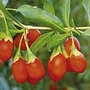 Goji Berry 1 Plant - Fruit Trees and Bushes
