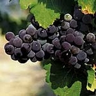 Grape Vine Dornfelder Units: 1 Plant - Fruit Trees and Bushes