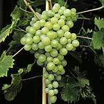 Grape Vine Perlette Units: 1 Plant - Fruit Trees and Bushes