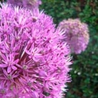 Allium Giganteum Units: Pack of 3 Bulbs - Flower Bulbs