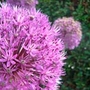 Allium Giganteum Units: Pack of 3 Bulbs - Flower Bulbs