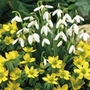 Eranthis Hyemalis