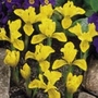 Iris Miniature Danfordiae