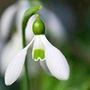 Snowdrop & Eranthis Twin Pack Units: Pack of 70 Bulbs (50 Snowdrop & 20 Eranthis) - SAVE notlb2.55! - Flower Bulbs