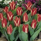 Tulip Pinocchio Units: Pack of 15 Bulbs - Flower Bulbs