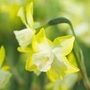 Daffodil Pipit