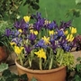 Iris Miniature Mixed Units: Pack of 100 Bulbs - Flower Bulbs