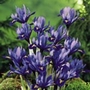 Iris Miniature Reticulata Units: Pack of 50 Bulbs - Flower Bulbs