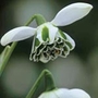 Snowdrop Double Units: Pack of 40 Bulbs - SAVE notlb3.00! - Flower Bulbs
