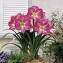 Amaryllis Soft Pink Units: Pack of 1 Bulb - Flower Bulbs