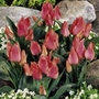 Tulip Dwarf Collection Units: Pack of 90 Bulbs (15 of each variety) + 5 FREE - SAVE notlb9.90! - Flower Bulbs
