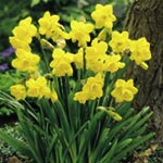 Daffodil Miniature Collection