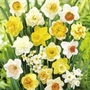 Daffodil Mix Units: Pack of 200 Bulbs - SAVE A FURTHER notlb3.95! - Flower Bulbs