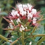 Cleome Pink Whiskers