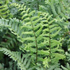 male fern