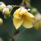 kirengeshoma