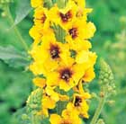 mullein
