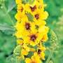mullein