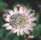 masterwort