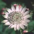 masterwort