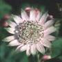 masterwort