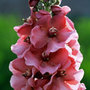 mullein