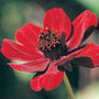 chocolate cosmos