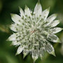masterwort