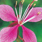 gaura