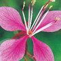 gaura