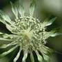 masterwort