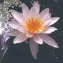 water lily