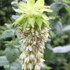 pineapple lily