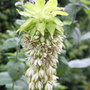 pineapple lily