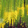 foxtail lily