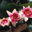 water lily (syn. N. 'Meteor')