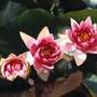 water lily (syn. N. 'Meteor')