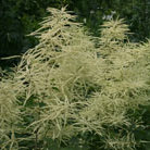 goatsbeard