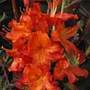 deciduous azalea