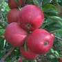 minarette apple