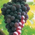 black hamburg grape (Hampton Court Palace)