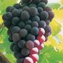 black hamburg grape (Hampton Court Palace)