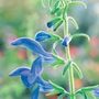 sage