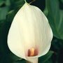 arum lily