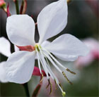 Gaura