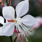 Gaura