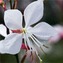 Gaura