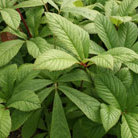 rodgersia