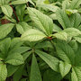 rodgersia