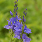 speedwell